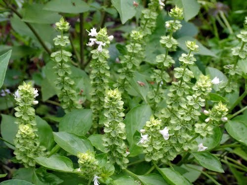 Bosiljak - Seme - Image 2